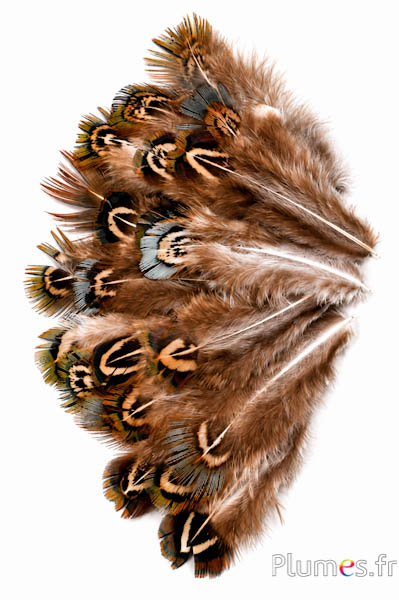 Faisan doré - 5-8 cm - menthe naturel